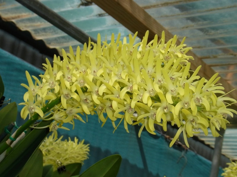 Den. speciosum var. pedunculatum (A x B) ‘Red Factor’ x Den. speciosum var. speciosum 'Red Spot' 100_0195.JPG