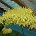 Den. speciosum var. pedunculatum (A x B) ‘Red Factor’ x Den. speciosum var. speciosum 'Red Spot'