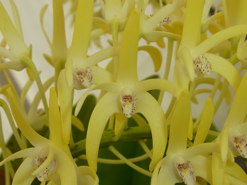 Den. speciosum var. grandiflorum 'Norma Jean' 100_0436.JPG