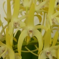 Den. speciosum var. grandiflorum 'Norma Jean'