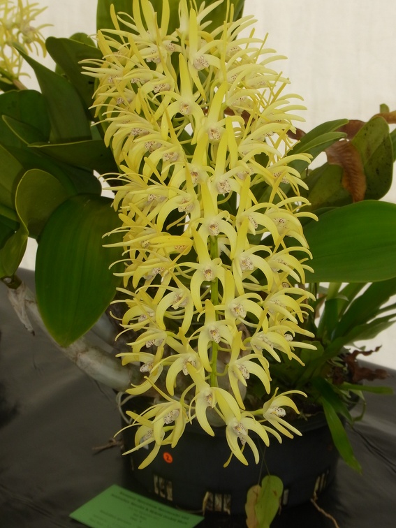 Den. speciosum var. grandiflorum 'Norma Jean'