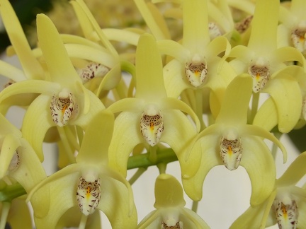 Den. speciosum var. pedunculatum (A x B) ‘Red Factor’ x Den. speciosum var. curvicaule ‘Blew Moon’ 