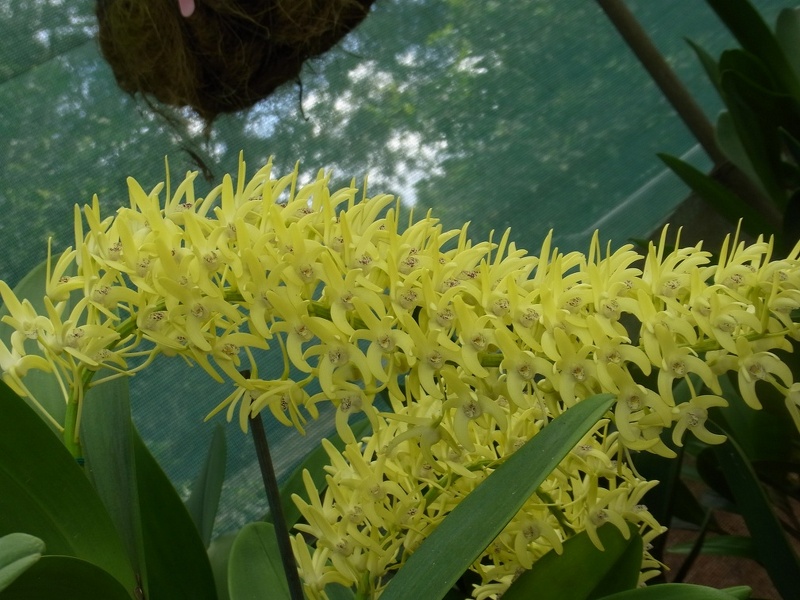 Den. speciosum var. curvicaule ‘Daylight Moon’ x Den. speciosum var. curvicaule ‘Misty Mountain’