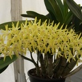 Den. speciosum var. curvicaule ‘Palmerston Mist Debbie Ann’