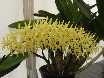 Den. speciosum var. curvicaule ‘Palmerston Mist Debbie Ann’