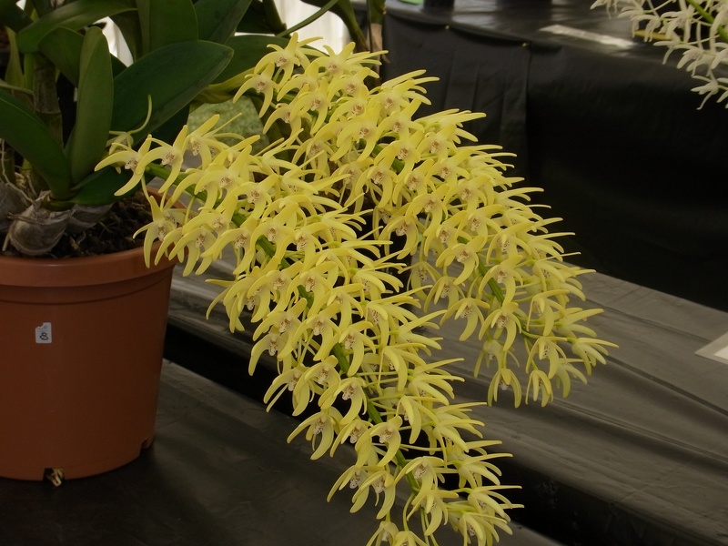 Den. speciosum var. curvicaule ‘Palmerston’ x Den. speciosum var. curvicaule 'Misty Mountain' 100_0426.JPG