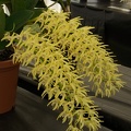 Den. speciosum var. curvicaule ‘Palmerston’ x Den. speciosum var. curvicaule 'Misty Mountain'