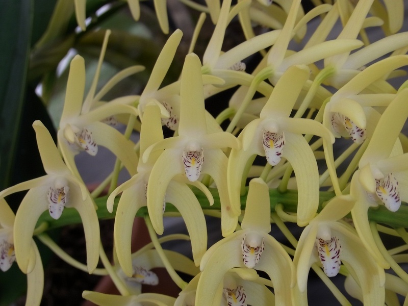 Den. speciosum var. curvicaule ‘Palmerston’ x Den. speciosum var. curvicaule 'Misty Mountain'