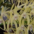 Den. speciosum var. curvicaule ‘Palmerston’ x Den. speciosum var. curvicaule 'Misty Mountain'