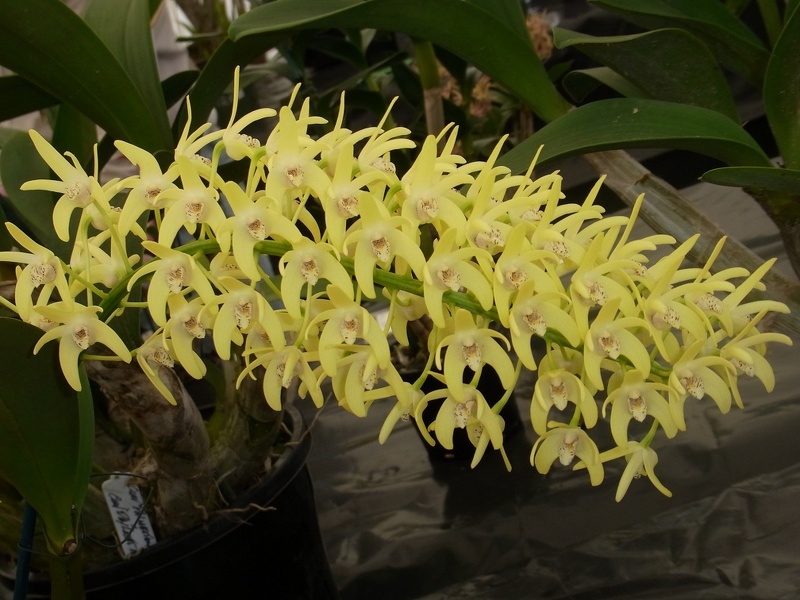 Den. speciosum var. curvicaule ‘Palmerston’ x Den. speciosum var. curvicaule ‘Daylight Moon’ 100_0365.JPG