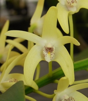 Den. speciosum var. curvicaule ‘Palmerston’ x Den. speciosum var. curvicaule ‘Daylight Moon’