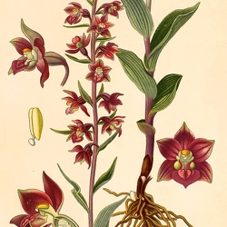 Epipactis (Epcts.)