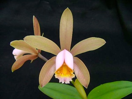 C. forbesii