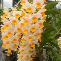 Den. thyrsiflorum