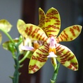 Phal. fasciata.jpg