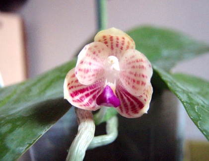 Phal. javanica