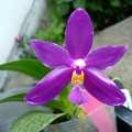 Phal. pulchra.jpg