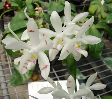 Phal. tetraspis