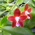 Phal. venosa.jpg