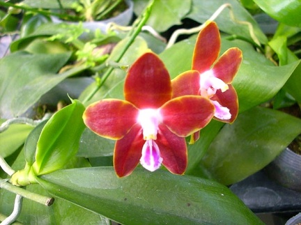 Phal. venosa