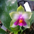 Phal. brillina 