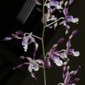 Den. Magenta's Chocolate Curls