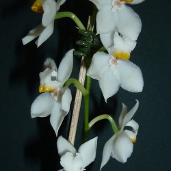 Osmoglossum (Ogm.)