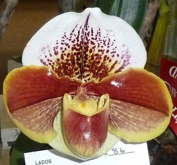 Paph. Bells Choice "Robert"