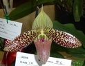 Paph. sukhakulii "Green Giant"