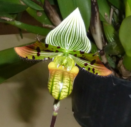 Paph. venustum