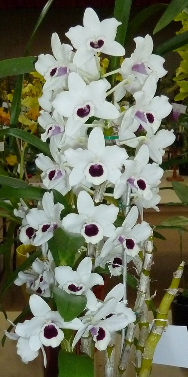 Den. Yukidaruma "King"