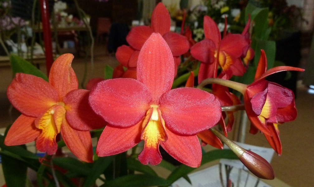 C. Precious Jewel x Ctt. Rojo