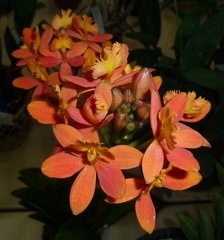 Epi. Orange Glow "Second Chance"