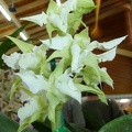 Den. forbesii