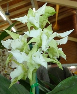 Den. forbesii