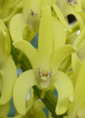 Den. speciosum var. curvicaule ‘Daylight Moon’ x Den. speciosum var. curvicaule ‘Misty Mountain’