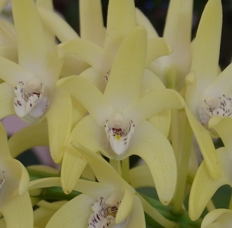 Den. speciosum var. curvicaule ‘Palmerston Mist Ted’