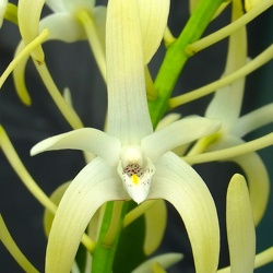 var.speciosum