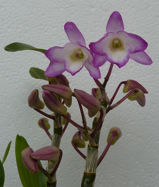 Den. Sakura "Hime"