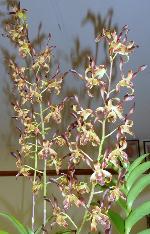 Den. gouldii x Den. Juleen High