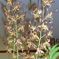 Den. gouldii x Den. Juleen High