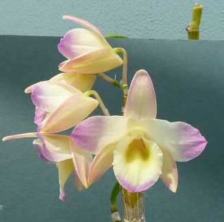 Den. Beautfiul Egg "Pearl Queen" x (Den. Adele Fortescue x Den. Oriental Paradise)