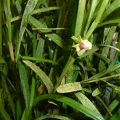 Den. bilobum