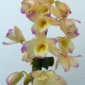 Den. Yellow Ribbon x (Den. Papiyon x Den. Momozono)