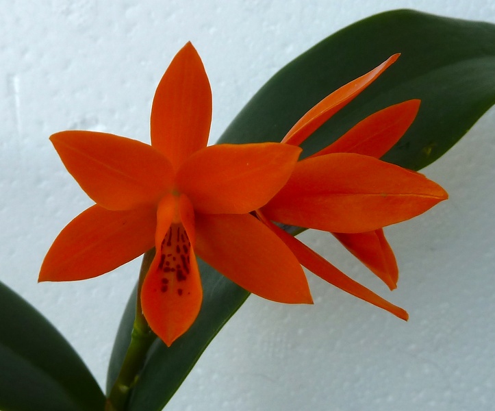 C. aurantiaca "Orange" x C. aurantiaca "Key West"