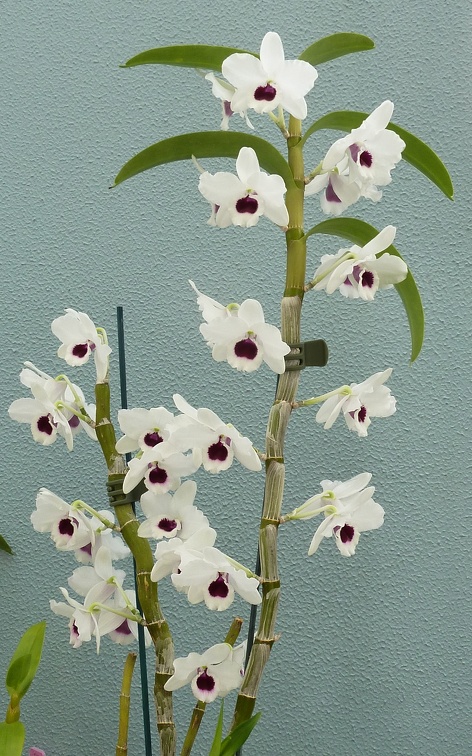 Den. Yukidaruma "King"