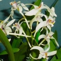 Den. triflorum var. orientale