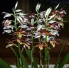 Phaius. tankervilleae