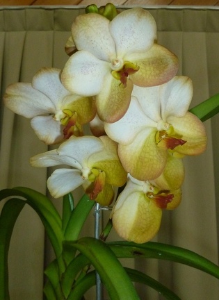 Ascda. Tubtim Velvet x Ascda. Gold Sovereign