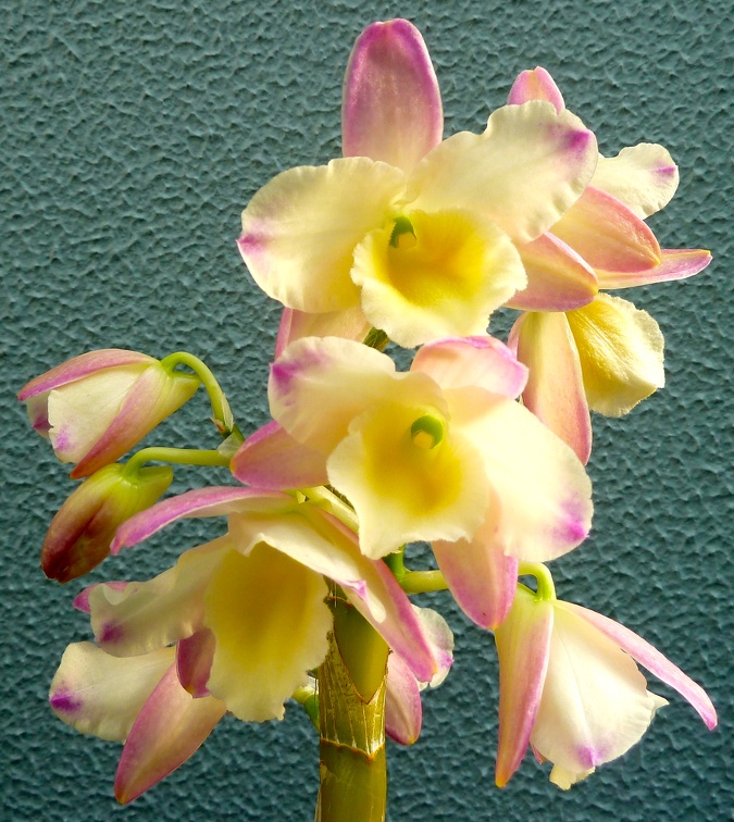 Den. Coronation Gold x Den. Lai's Fortune Ribbon